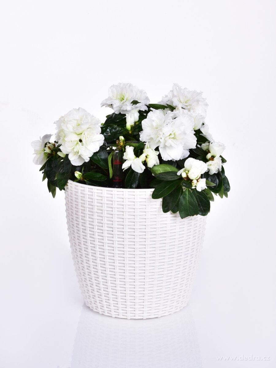 21 cm samozavlažovací stojící květináč RATAN AQUARIUS – náhled 3 | Grand Móda