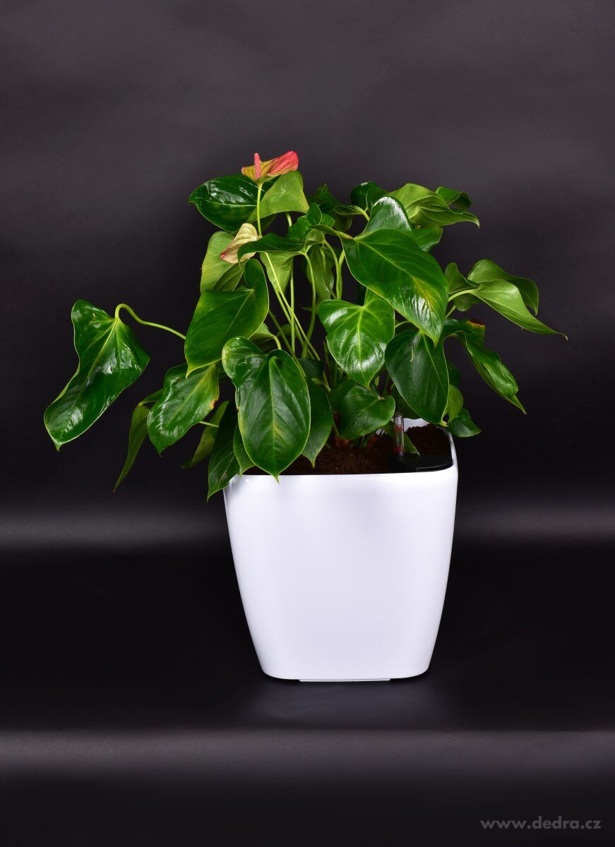 26 cm Luxusní samozavlažovací květináč AQUARIUS – náhled 4 | Grand Móda