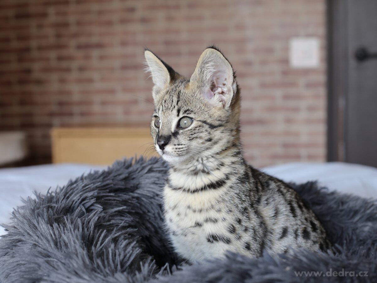 50 cm Polstrovaný pelíšek z jemného LAGOON VELVET materiálu – náhled 3 | Grand Móda