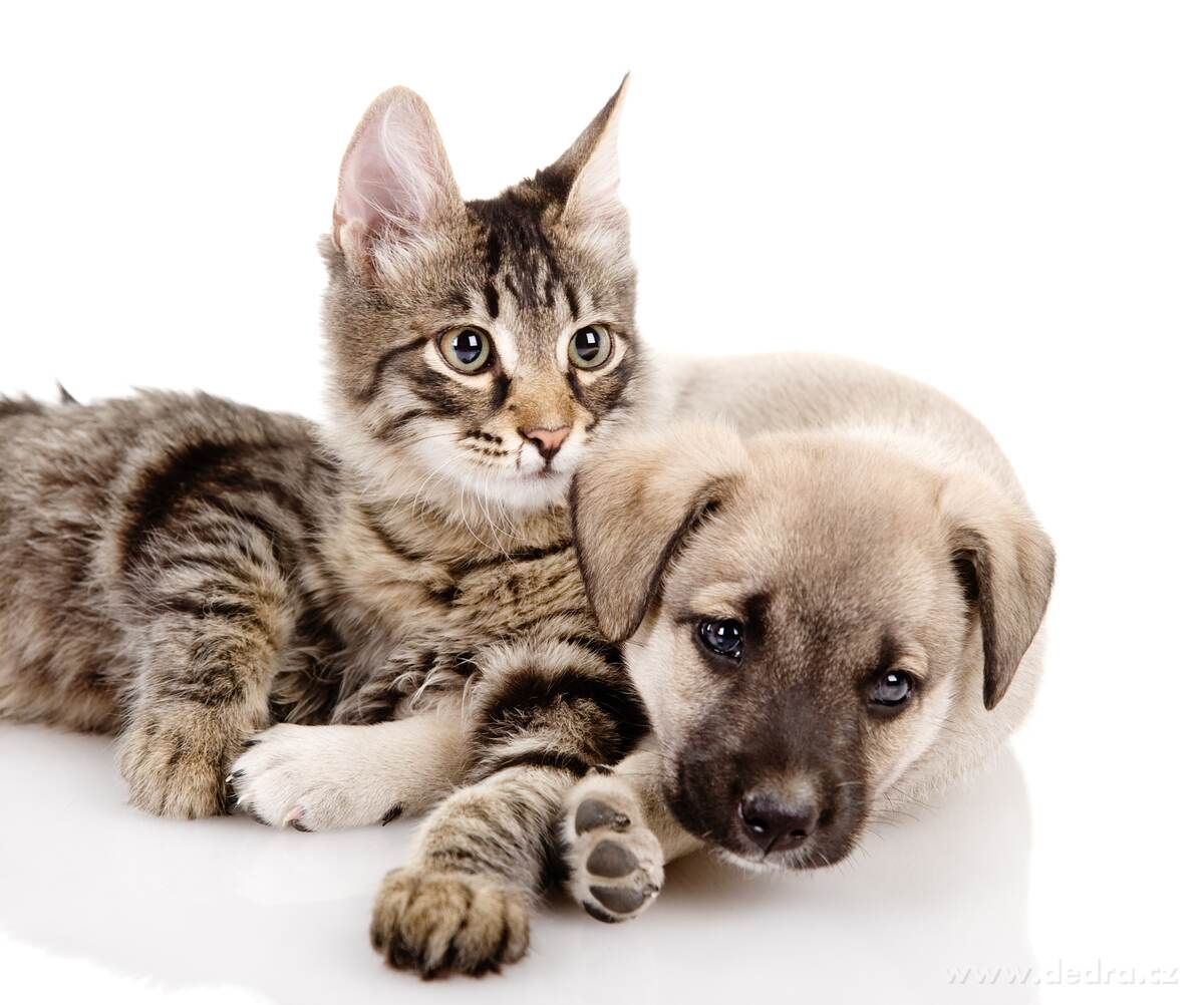 CHLUPOLAPKA do pra─Źky | nachyt├í chloupky & vlasy z pr├ídla - obr├ízek 5 | Ostatn├ş | Grand M├│da