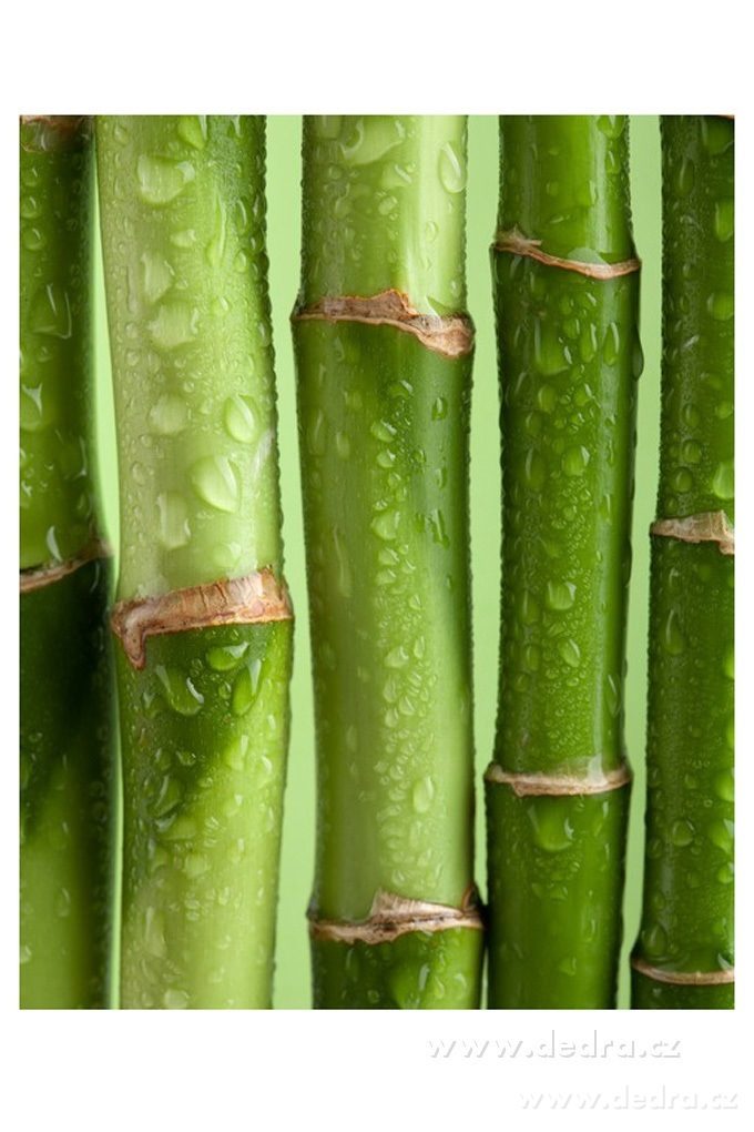 Obraz na plátně, 40 x 50 cm