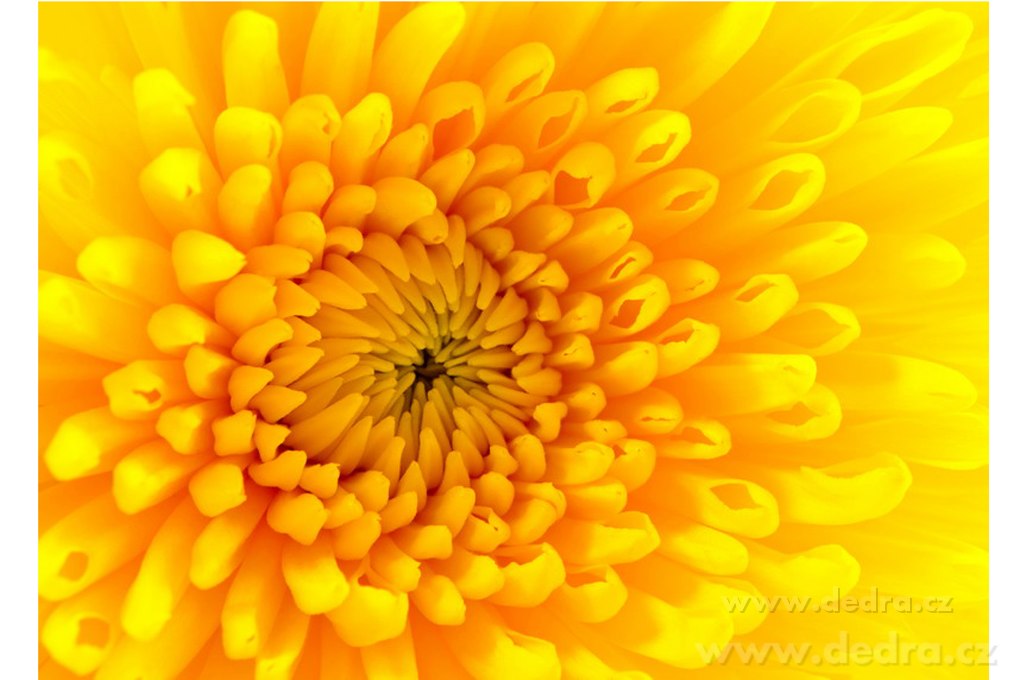 GOLDEN HEART, nástěnný obraz, 70 x 50 cm | Nástďnné obrazy | Grand Móda