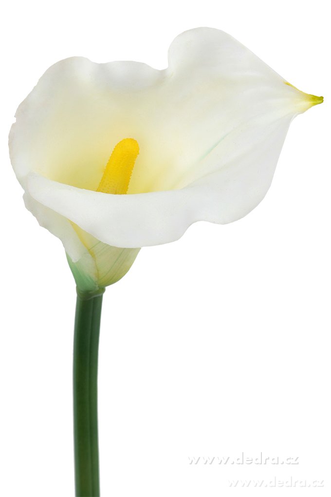 Calla bílá, výška 77 cm – náhled 2 | Grand Móda