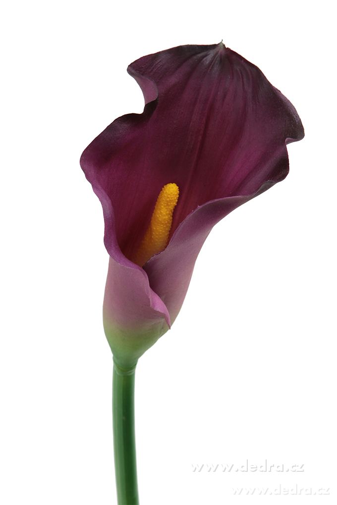 Calla tmavě fialová, výška 77 cm | Ateliérové kvďtiny a spol. | Grand Móda