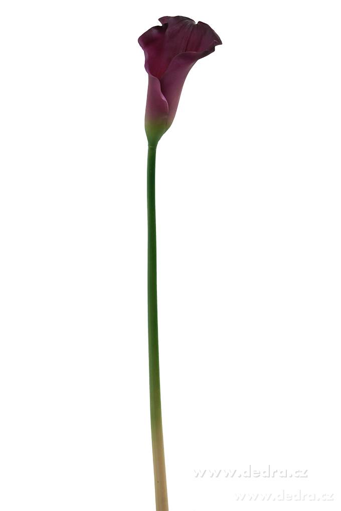 Calla tmavě fialová, výška 77 cm – náhled 2 | Grand Móda