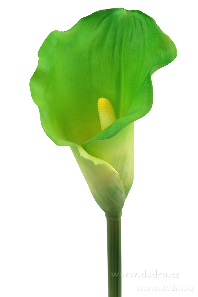 Calla zelená, výška 77 cm