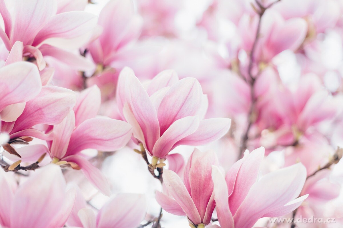 Vonná sašetka, MAGNOLIA WOOD, závěsný vonný sáček PARFUMIA® – náhled 2 | Grand Móda