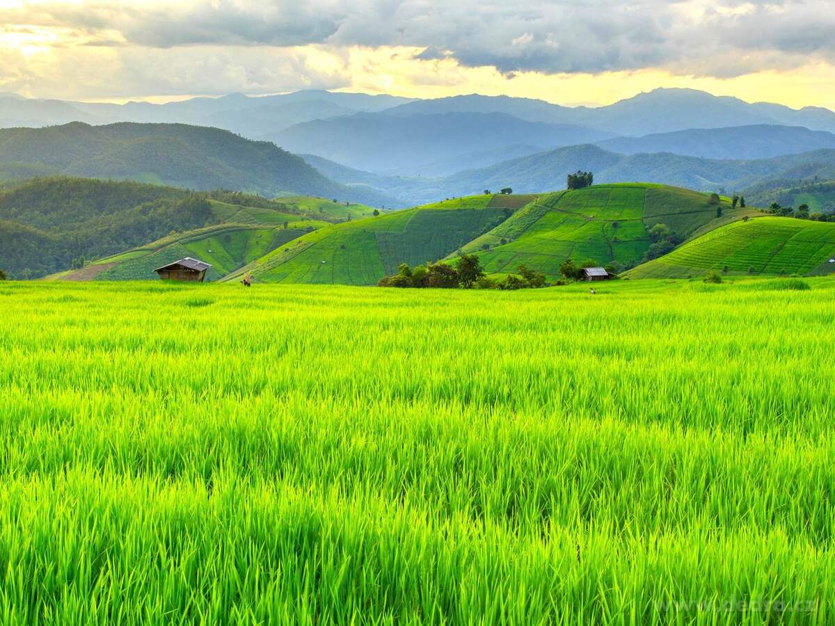 Vonná sašetka, LEMONGRASS, závěsný vonný sáček PARFUMIA® – náhled 2 | Grand Móda