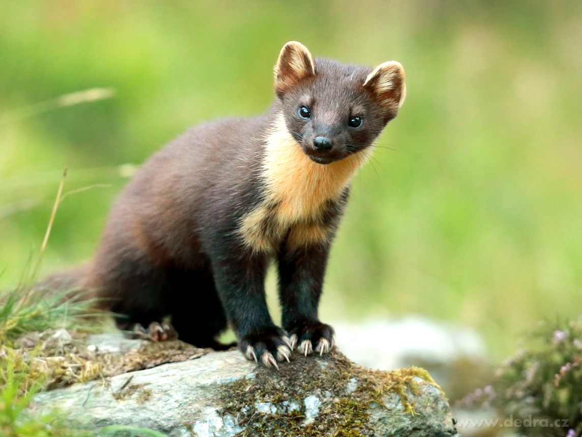 KUNOFF, Přírodní odpuzovač kun s geraniolem, účinná ochrana motoru & půdy, 500 ml – náhled 4 | Grand Móda