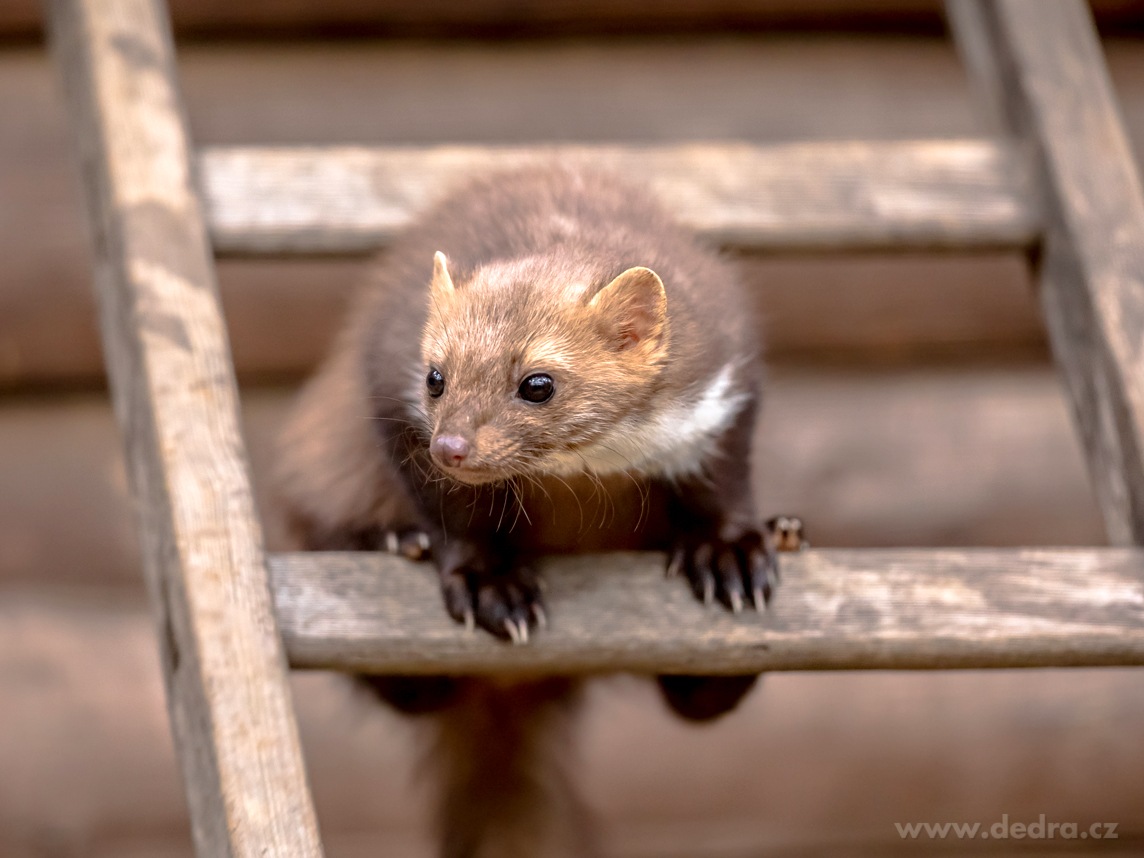 KUNOFF, Přírodní odpuzovač kun s geraniolem, účinná ochrana motoru & půdy, 500 ml – náhled 5 | Grand Móda